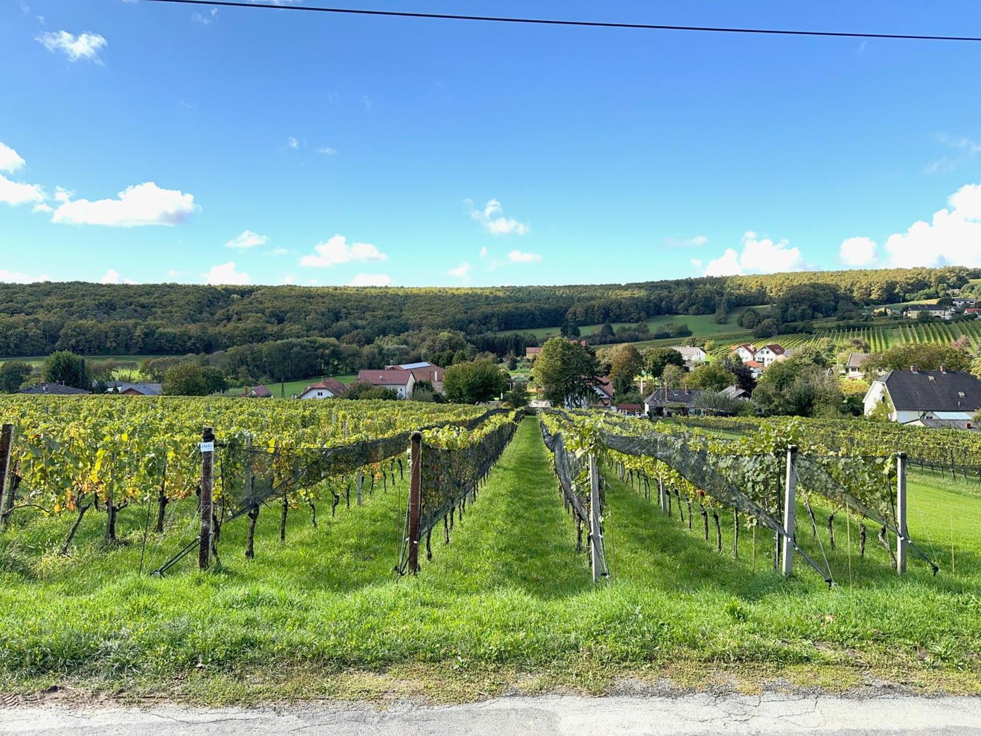 Kellerstoeckl - Zur Weinrebe 2 Eisenberg an der Pinka
